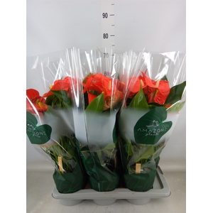 Anthurium andr. 'Florida'