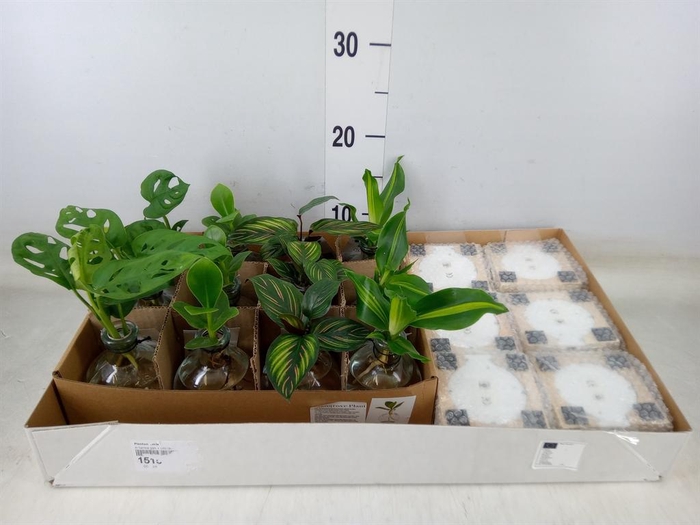 <h4>Planten  ..mix</h4>