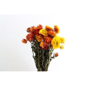 Dried Helichrysum Orange Bunch