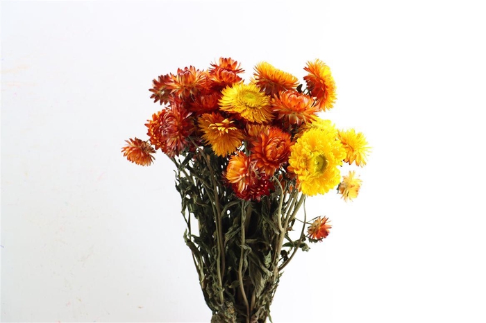 <h4>Dried Helichrysum Orange Bunch</h4>