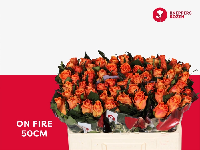 <h4>R GR ON FIRE 50</h4>
