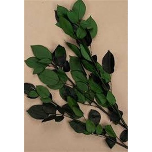 Ro Pres Stems Without Head