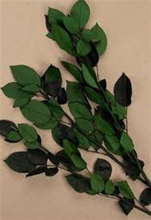 <h4>Ro Pres Stems Without Head</h4>