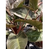 Philodendron  'Imperial Red'