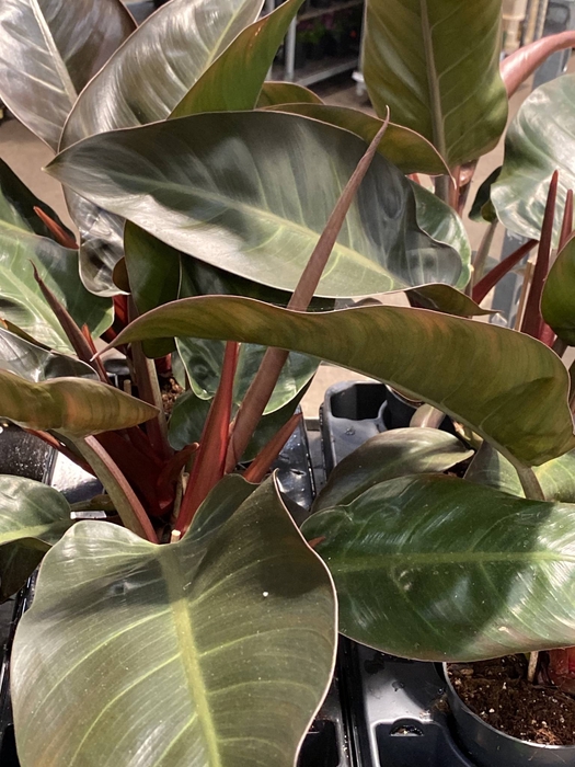 Philodendron  'Imperial Red'