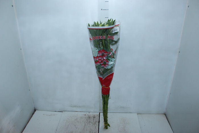 <h4>ALSTROEMERIA MISTRAL 080 CM</h4>