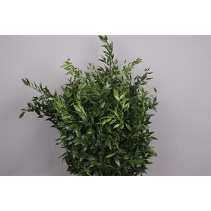 RUSCUS MIDDEL 70CM 120GR