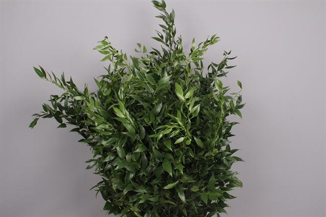 RUSCUS MIDDEL 70CM 120GR
