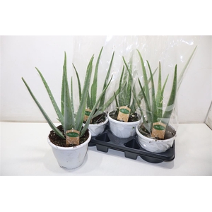 arr8 Aloe Vera