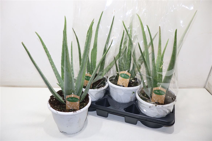 <h4>Aloe Vera</h4>
