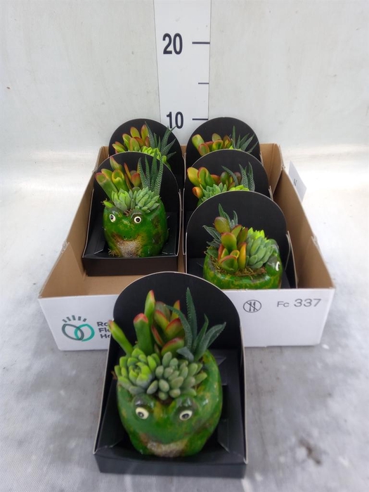 <h4>Arr.  Succulents L%</h4>