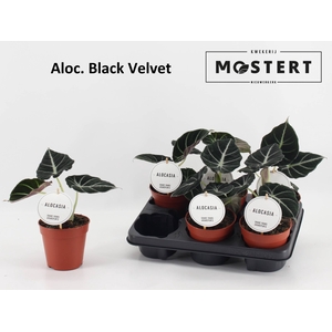 ALOC BLACK VELVET