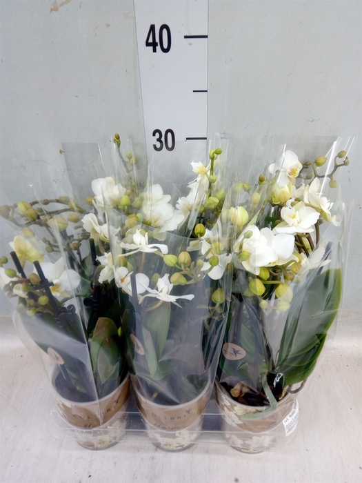 <h4>Phalaenopsis multi. 'Ant Zurich'</h4>