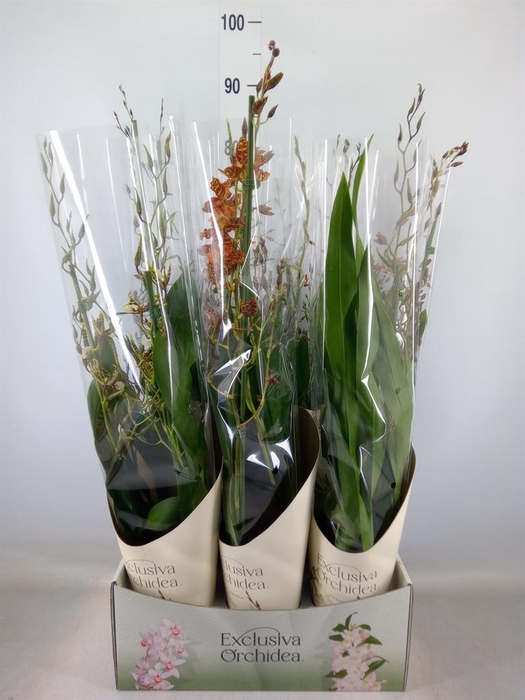 <h4>Cambria   ...mix 3</h4>