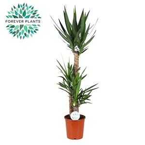 Yucca p24, 90+45+20 (2+ KOP)