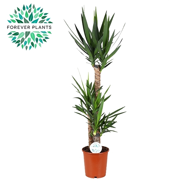 <h4>Yucca p24, 90+45+20 (2+ KOP)</h4>