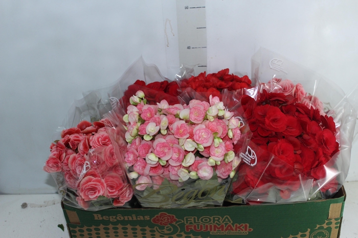 <h4>BEGONIA P15</h4>