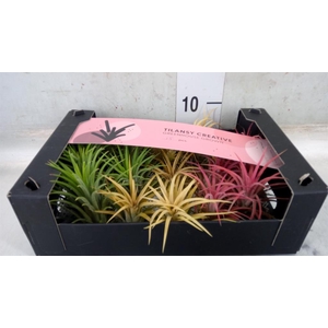 Tillandsia ionantha