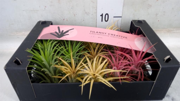 <h4>Tillandsia ionantha</h4>