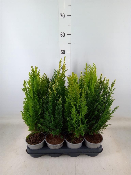 <h4>Conifers   ...mix</h4>