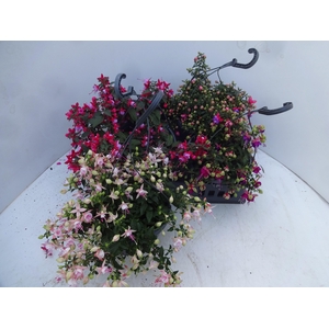 FUCHSIA GEM