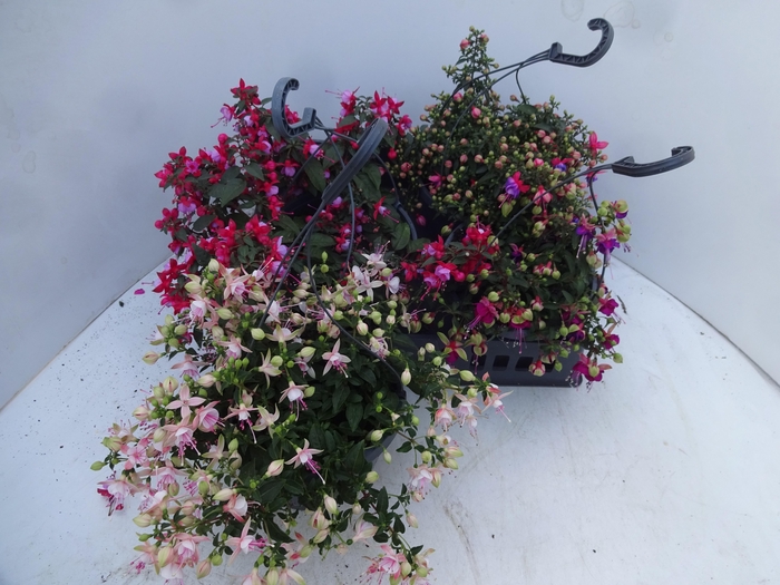 <h4>FUCHSIA GEM</h4>