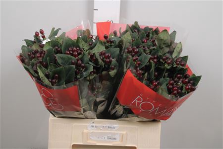 <h4>Hyp Rocky Romance</h4>
