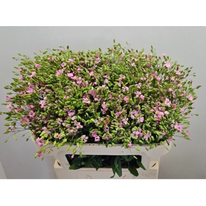 SAPONARIA BS OV ROZE