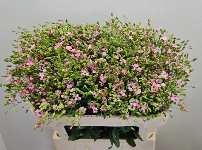 <h4>SAPONARIA BS OV ROZE</h4>
