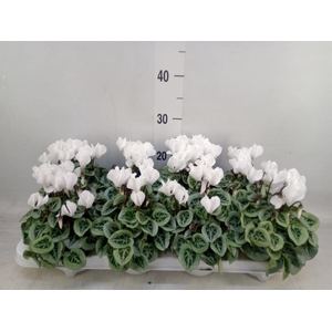 Cyclamen KL 'Picasso'