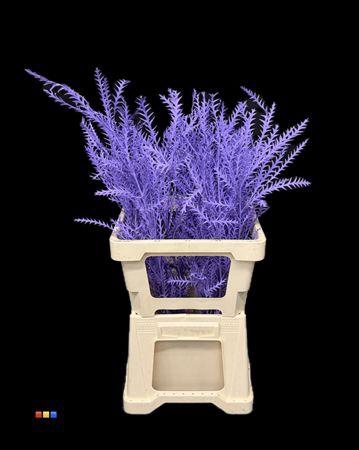 <h4>Grevillea Ivanhoe Milka</h4>