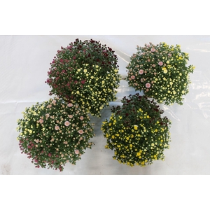 Rock and Roll mixlaag pot 19 cm