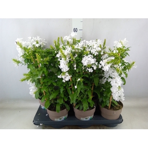 Plumbago indica