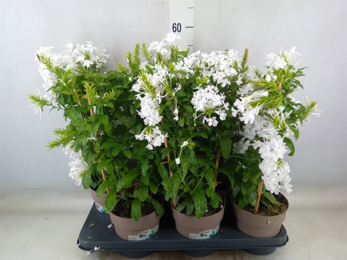 <h4>Plumbago indica</h4>