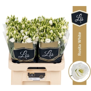 EUS G ROSI WHITE PROMO