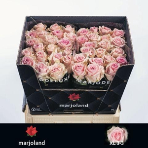 Rosa gr Sweet Dolomiti