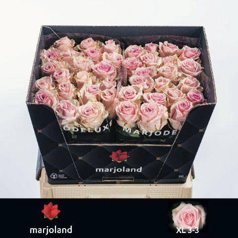 <h4>Rosa gr Sweet Dolomiti</h4>