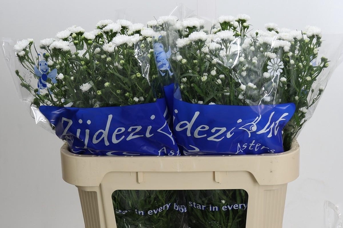 <h4>Aster Cassy</h4>