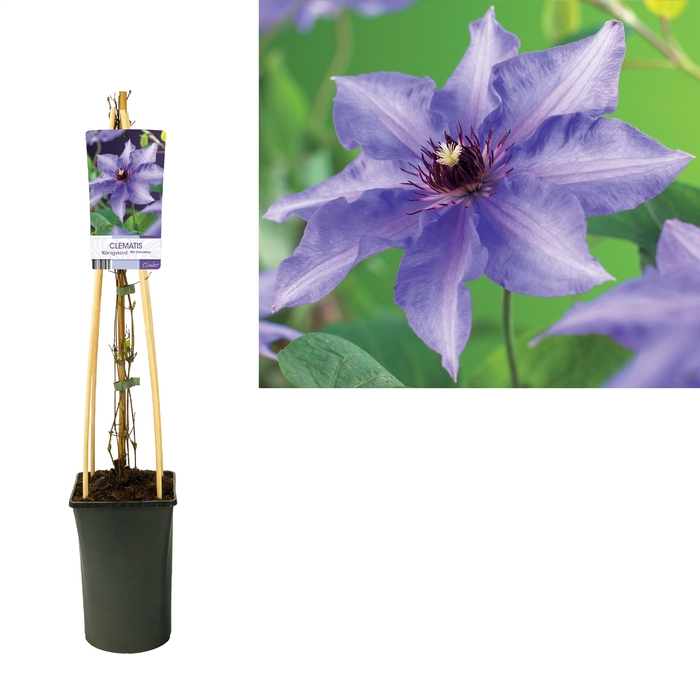 <h4>Clematis 'Königskind' +light label</h4>