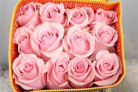<h4>Rosa GR 'Titanic'</h4>