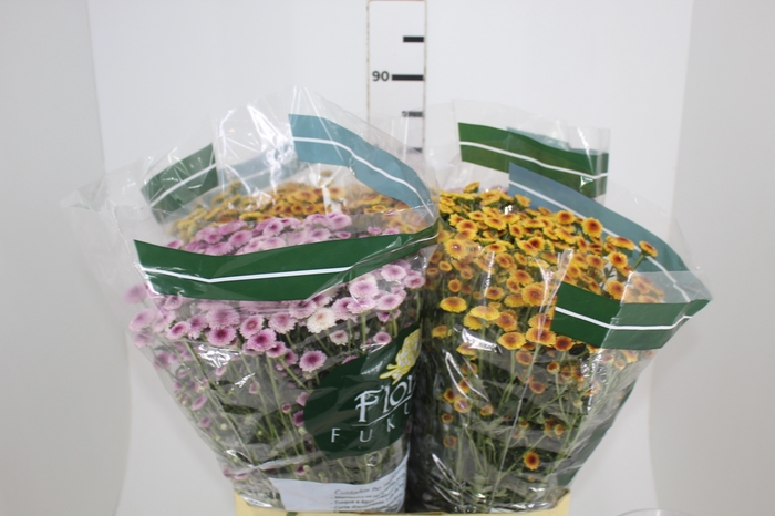 <h4>CRISANTEMO SANTINI VARIADO 080 CM</h4>