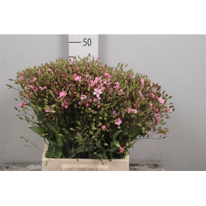 Saponaria Pink