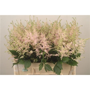Astilbe Europa Light Pink