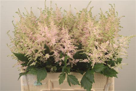 <h4>Astilbe Europa Light Pink</h4>