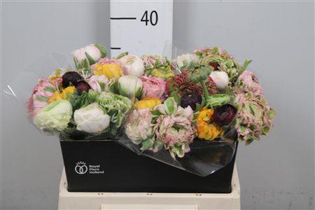 <h4>Ran Gem In Bos</h4>