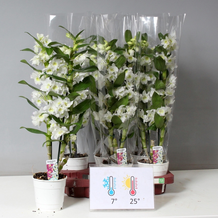 <h4>DENDR N SC APOLLON</h4>