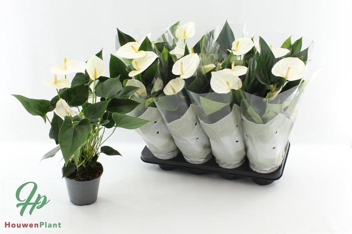 <h4>ANTHU AN COCOS</h4>