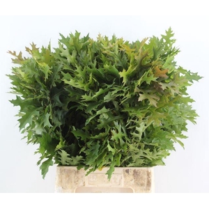 Quercus Palustrus Elst