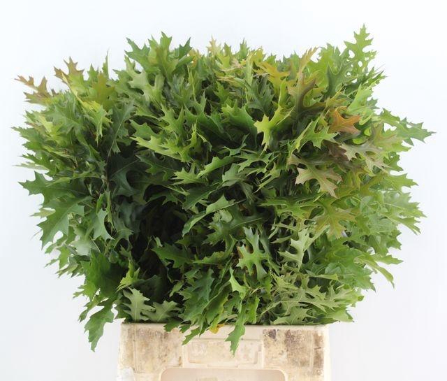 <h4>Quercus Palustrus Elst</h4>