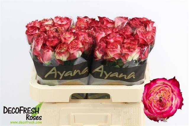 <h4>Rs Apple Jack</h4>